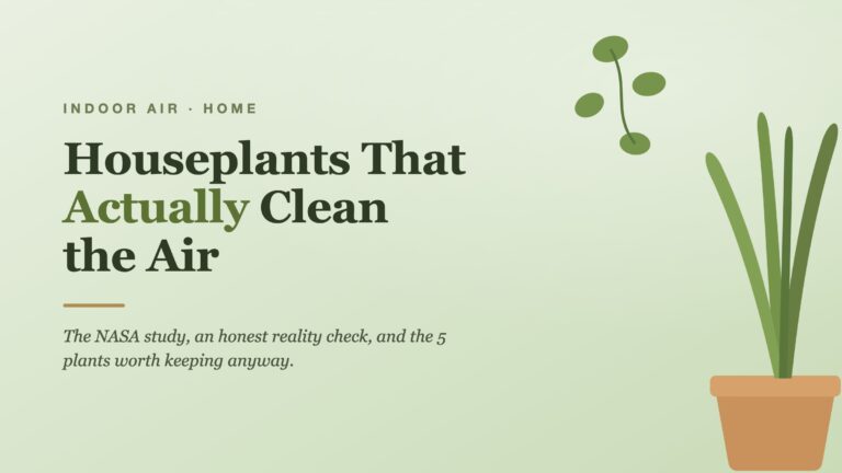 Houseplants that actually clean the air: snake plant and trailing pothos